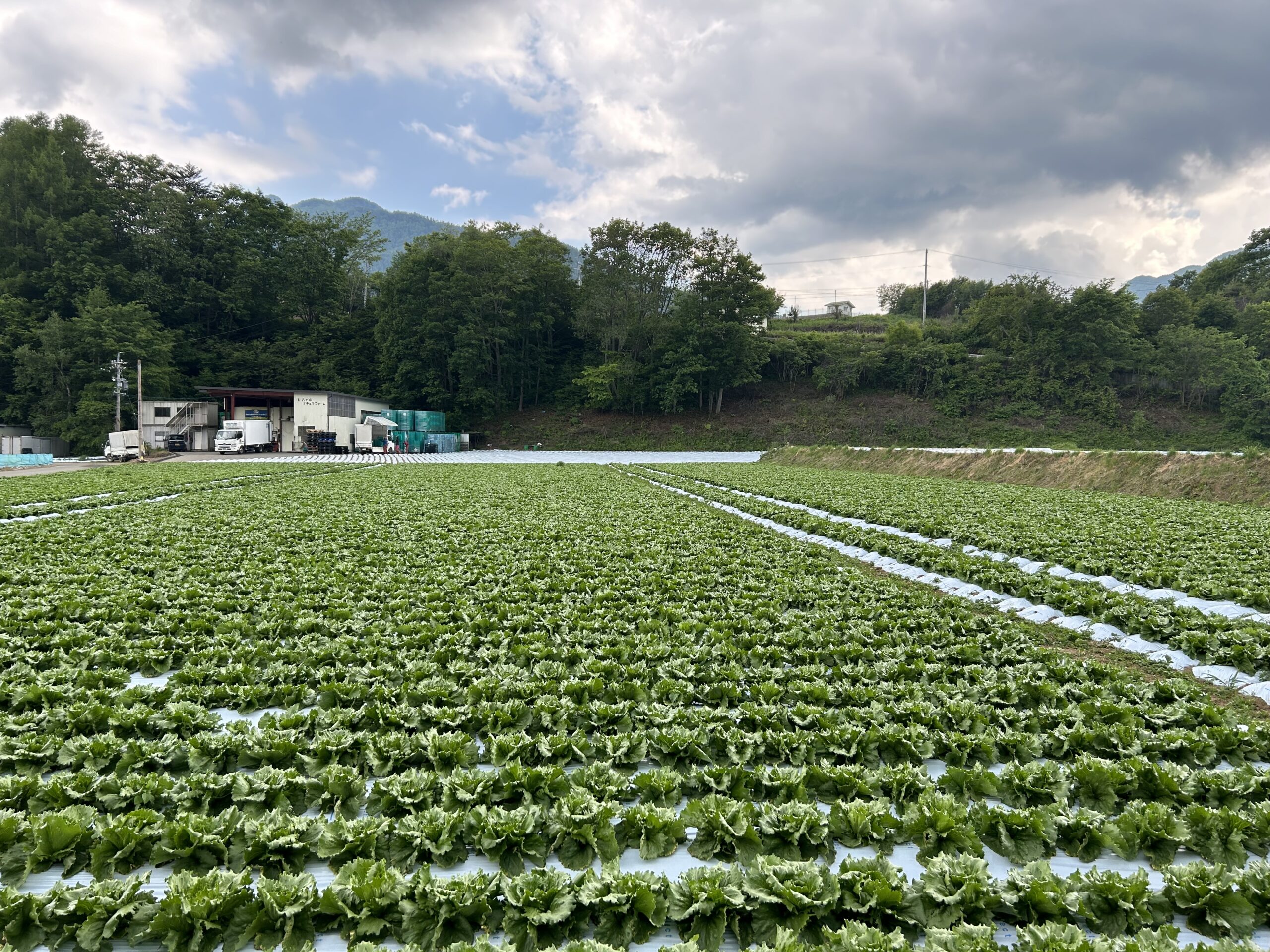 産地の圃場風景