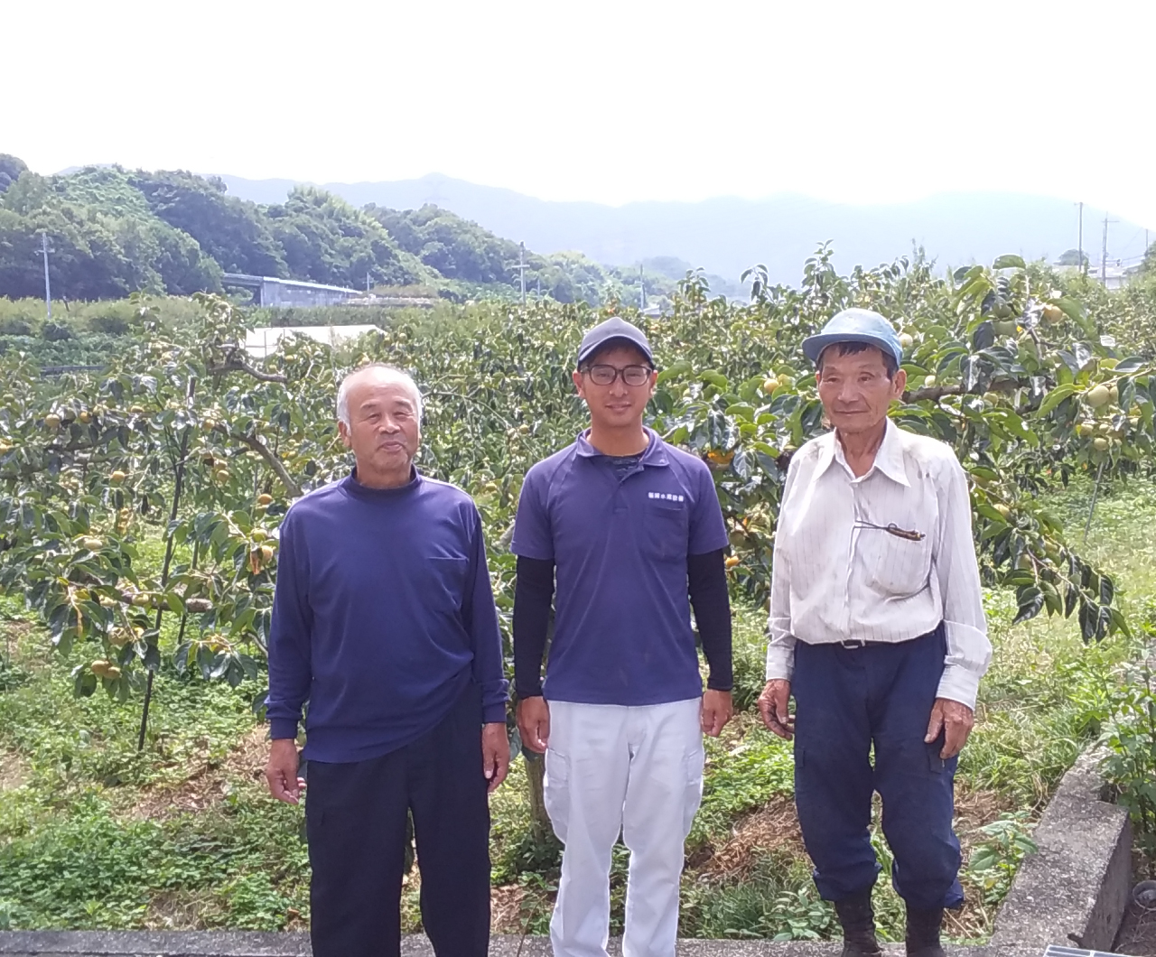和歌山県かつらぎ町の有機柿
